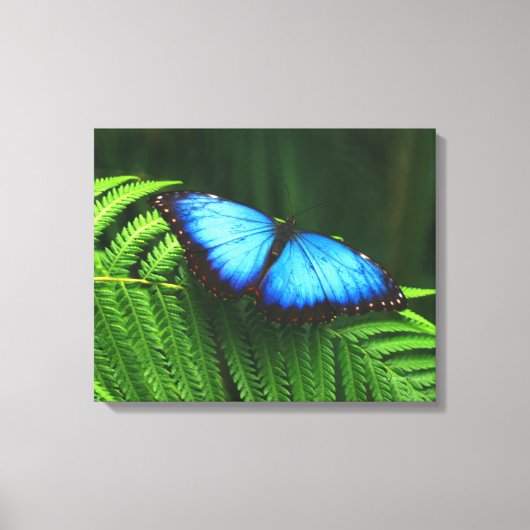 vlinder canvas afdruk (Voorkant)