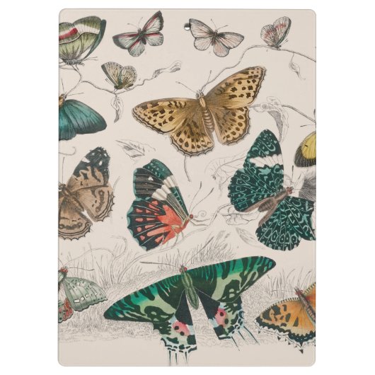 Vlinder Collectie Antiek Vlinders Klembord (Achterkant)