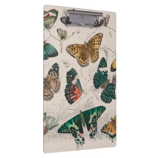 Vlinder Collectie Antiek Vlinders Klembord (Rechts)