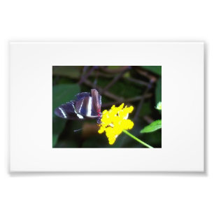 Vlinder Foto Afdruk