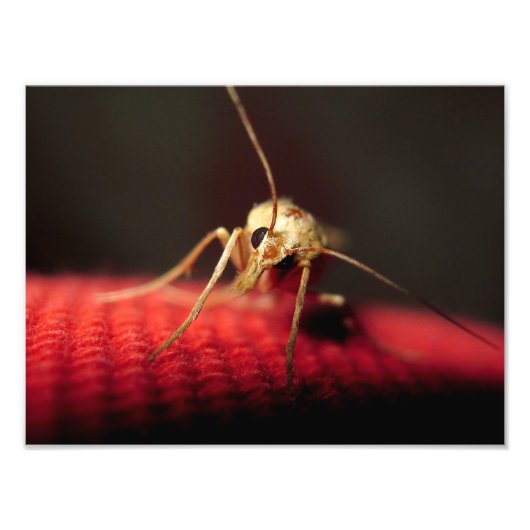 vlinder foto afdruk (Voorkant)