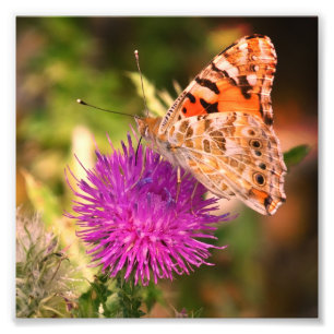 Vlinder fotografie fotoprint, roze doorn foto afdruk