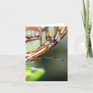 Vlinder Gezicht Natuur Fotografie Notitie Kaart