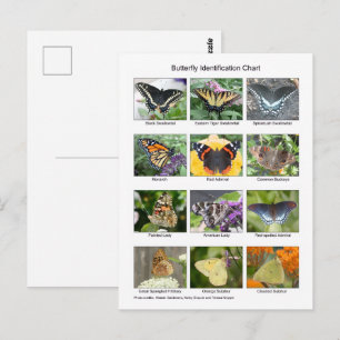 Vlinder identificatie briefkaart