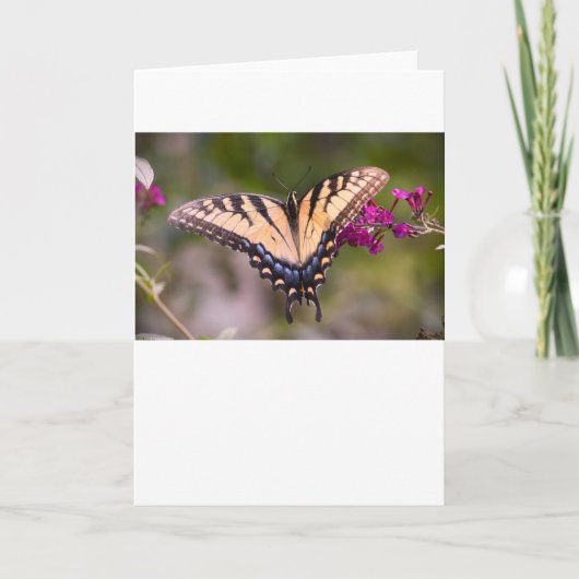 Vlinder, kaart (Voorkant)
