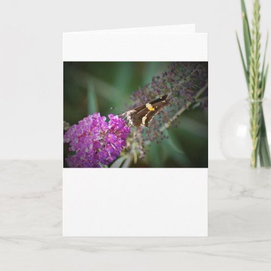 Vlinder, kaart (Voorkant)