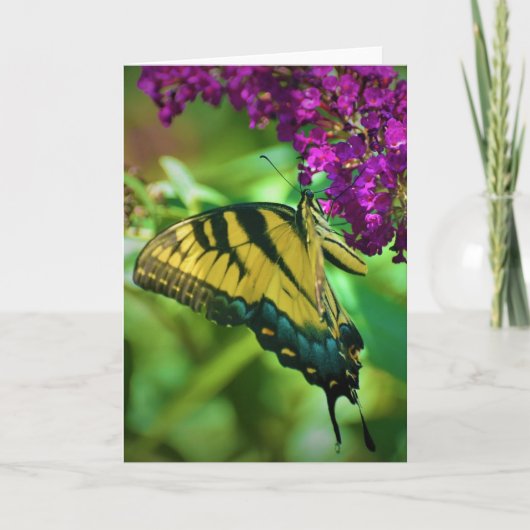 Vlinder, kaart (Voorkant)