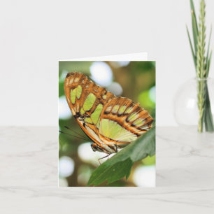 Vlinder Kijken Natuur Fotografie Notitie Kaart
