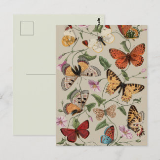 Vlinder Moth Natuur Collectie Tekening Briefkaart