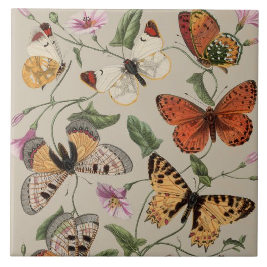 Vlinder Moth Natuur Collectie Tekening Tegeltje (Voorkant)