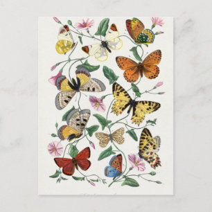 Vlinder- & mottepainting. door Paul Gervais Briefkaart
