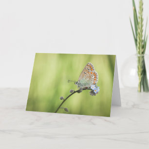 Vlinder Natuur Foto Kaart