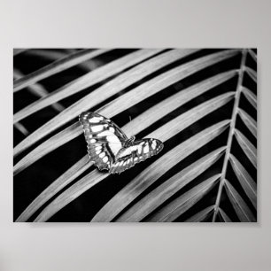 Vlinder Natuur Insecten Zwart en Wit Poster