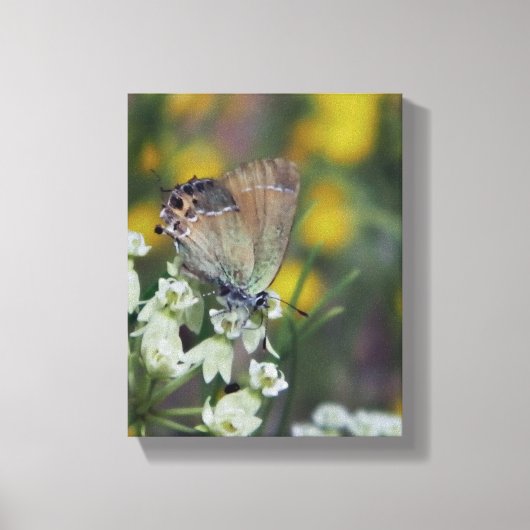 Vlinder op bloem canvas afdruk (Voorkant)