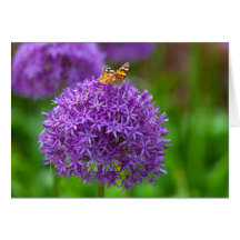 Vlinder op de Allium bloem