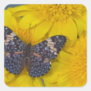 Vlinder op een gele bloem vierkante sticker