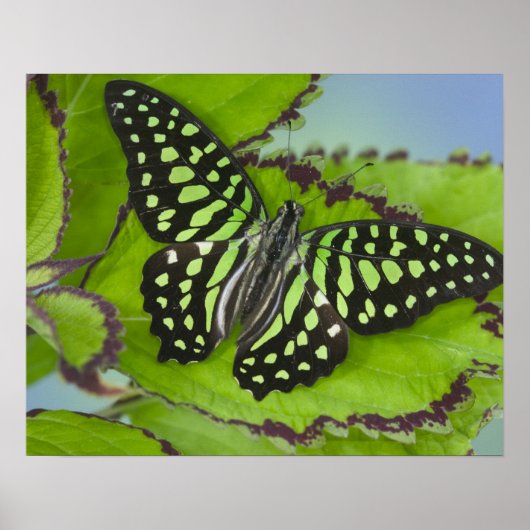 Vlinder op Groen Poster (Voorkant)