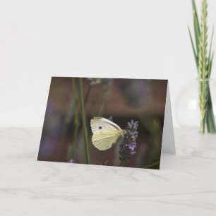 Vlinder op lavendel kaart