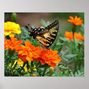 Vlinder op oranje en gele bloemen poster