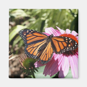 Vlinder op rode bloem magneet