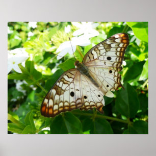 Vlinder op tropische jasmijn-natuurfotografie poster