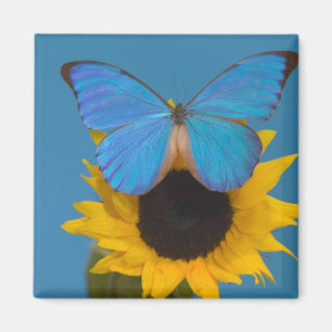 Vlinder op zonnebloem magneet