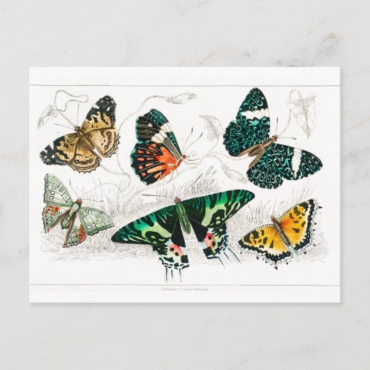 vlinder Papillon oude illustratie Briefkaart (Voorkant)