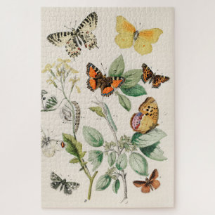 vlinder Papillon oude illustratie Legpuzzel