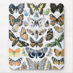  vlinder Papillon oude illustratie Muismat