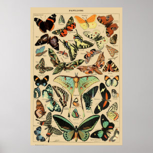  vlinder Papillon oude illustratie Poster