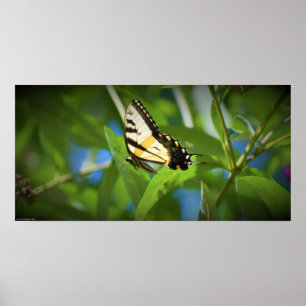 Vlinder, poster