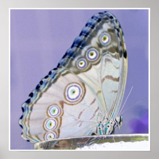 vlinder poster