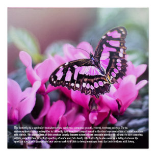 Vlinder symboliek Poster Perfect Poster
