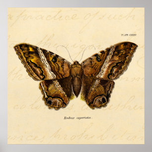 vlinder van de 1800's bruine Sjabloon van de Moth Poster