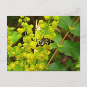 Vlinder van de Redwood en wilde bloemen van Oregon Briefkaart