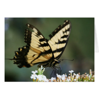 "vlinder" van Larry Coressel