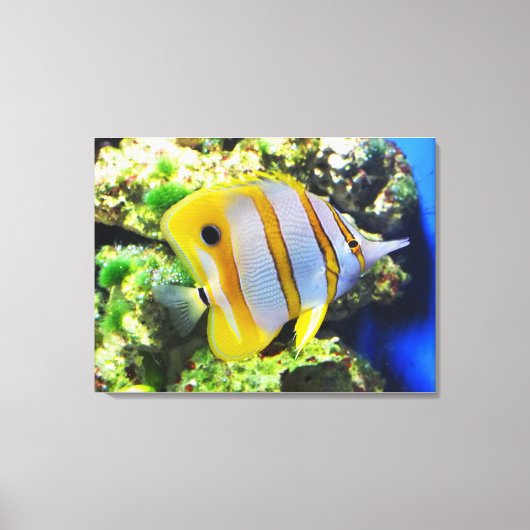 Vlinder vis dier canvas afdruk (Voorkant)