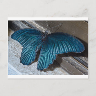 vlinderblauw insect vliegend mooie vleugels briefkaart
