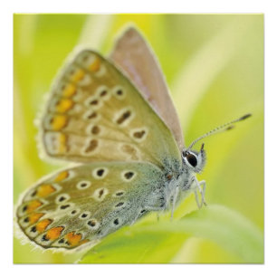 Vlinderbloemen Bloesems Love Destiny Shower Perfect Poster