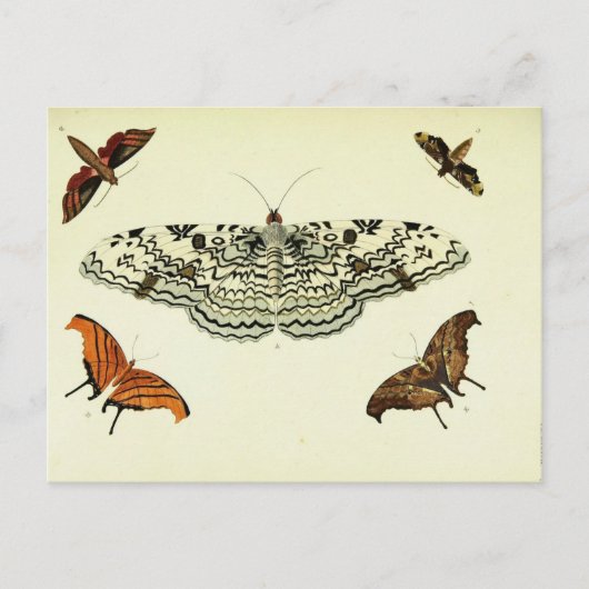 vlindercollage briefkaart (Voorkant)