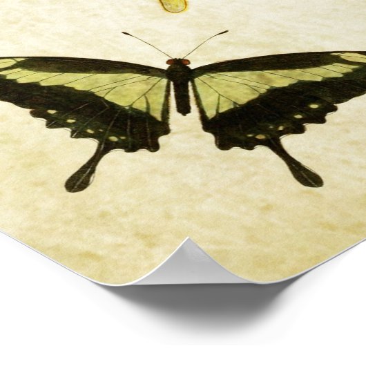  vlinderdruk 002 poster (Hoek)