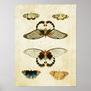vlinderdruk 032 poster