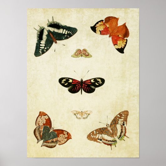 vlinderdruk 119 poster (Voorkant)