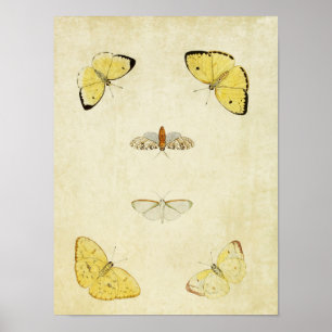  vlinderdruk 120 poster