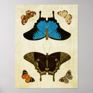 vlinderdruk 121 poster