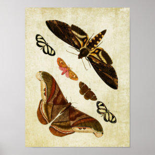  vlinderdruk 126 poster
