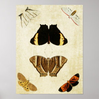 vlinderdruk 133 poster