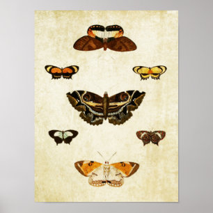 vlinderdruk 159 poster