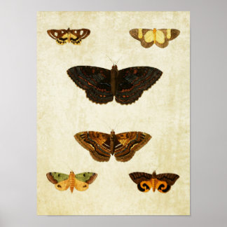 vlinderdruk 172 poster