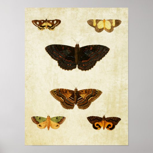 vlinderdruk 172 poster (Voorkant)